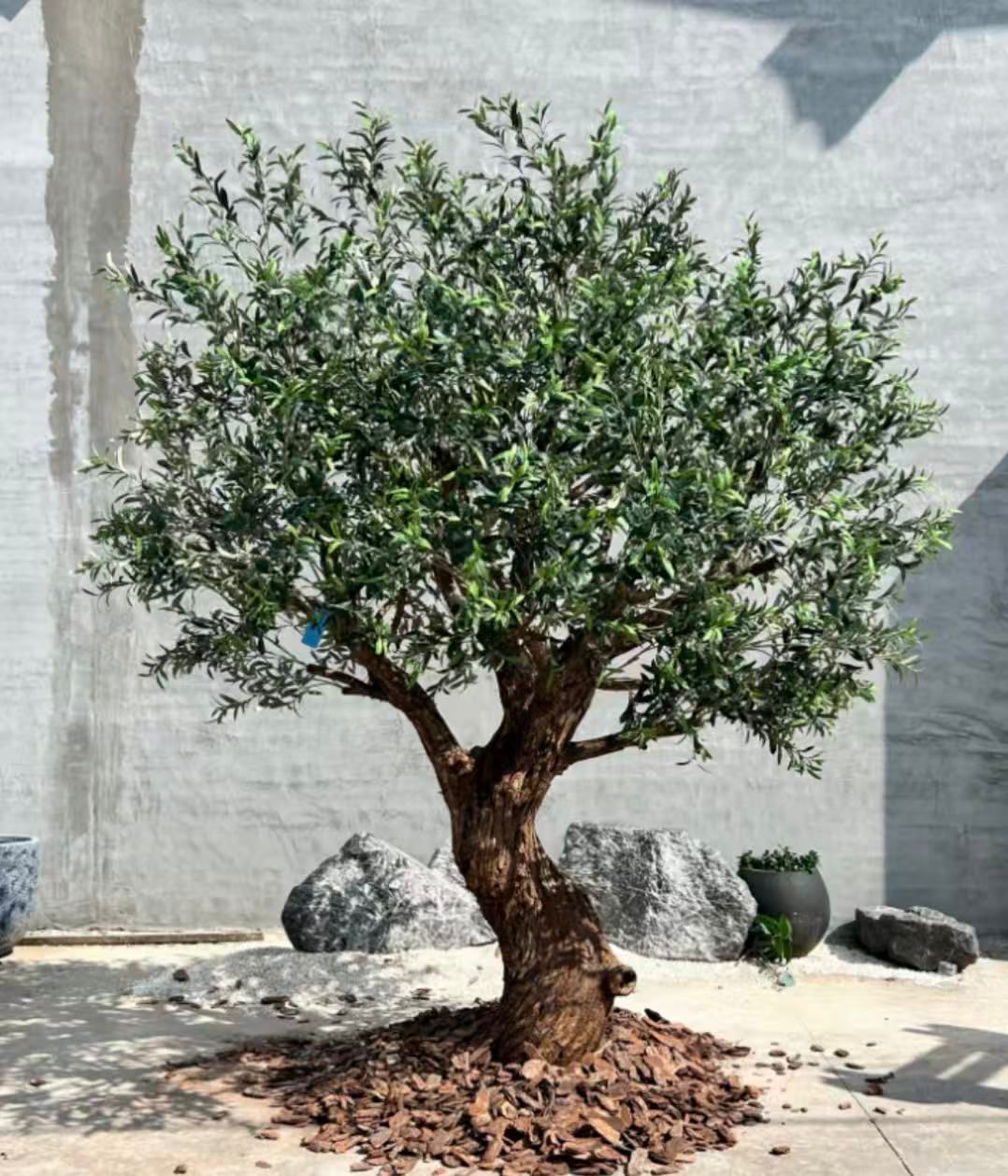 Olive Tree 86" x 78" x 102"