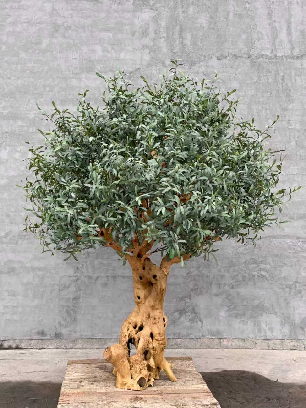 Olive Tree 70" x 70" x 78"