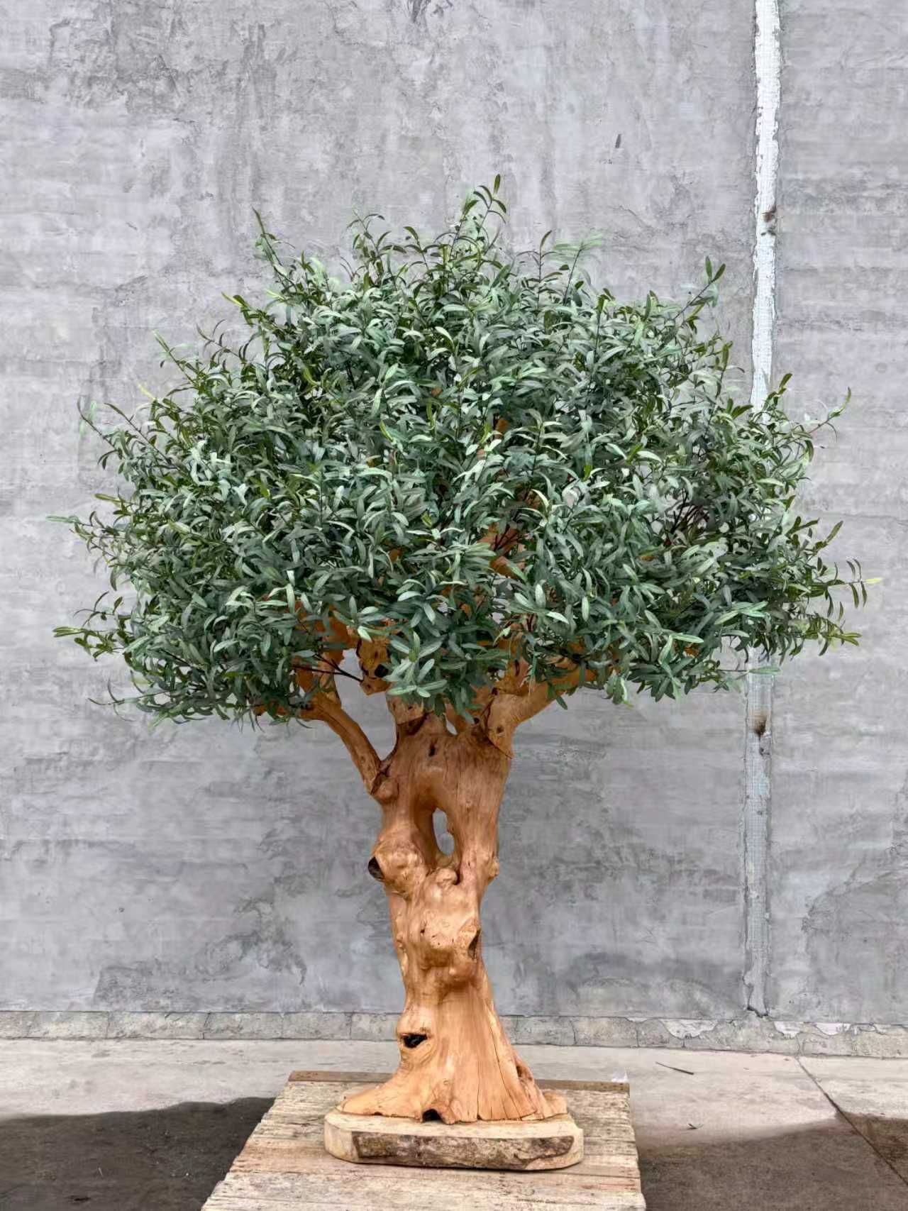 Olive Tree 70" x 70" x 78"