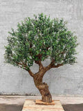 Olive Tree 86" x 78" x 102"