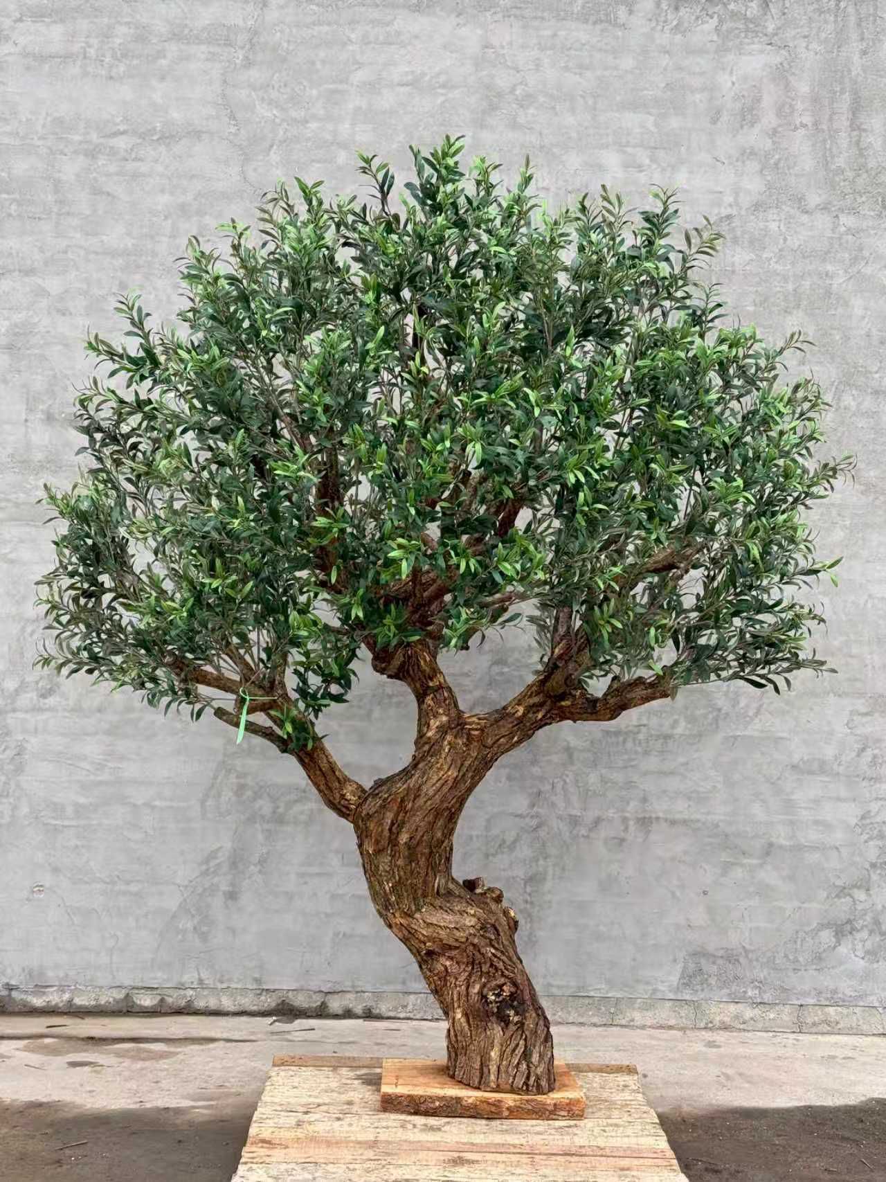 Olive Tree 86" x 78" x 102"