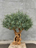 Olive Tree 70" x 70" x 78"