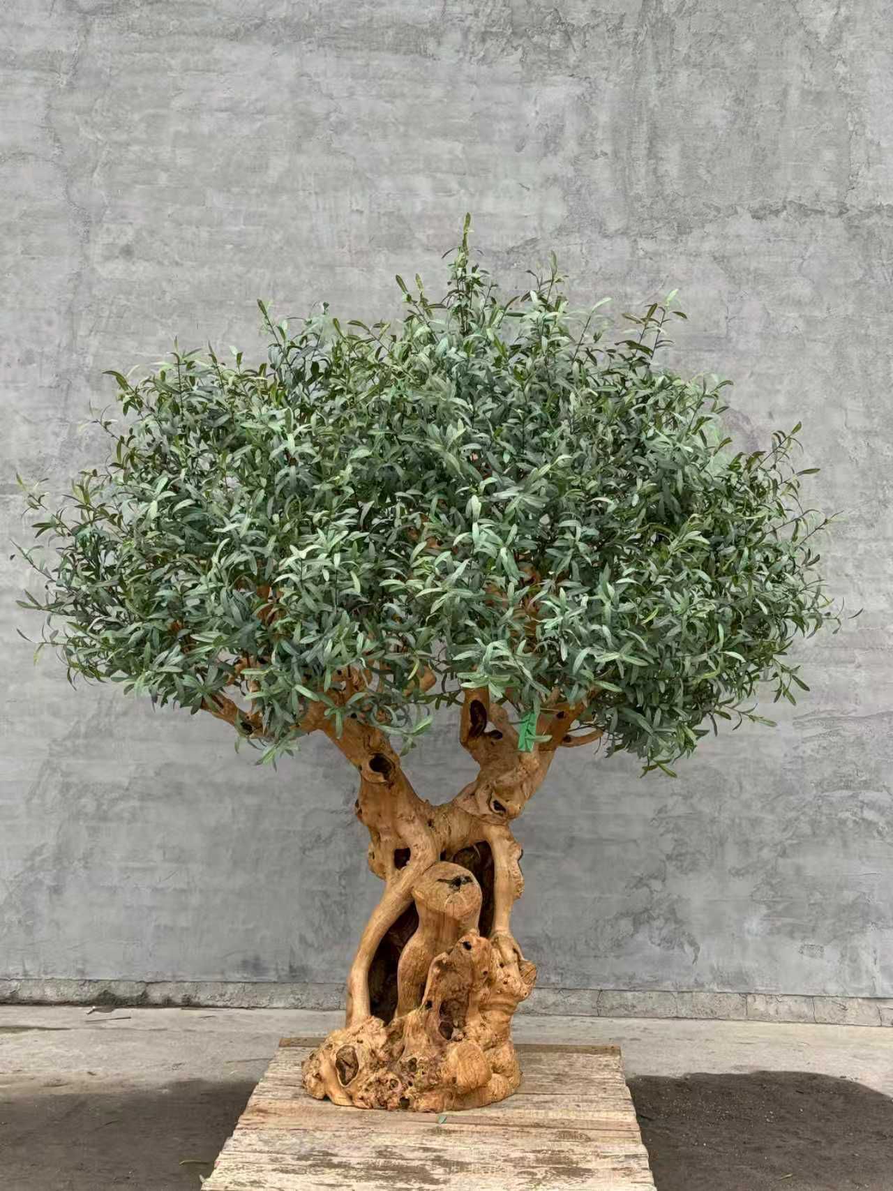 Olive Tree 70" x 70" x 78"