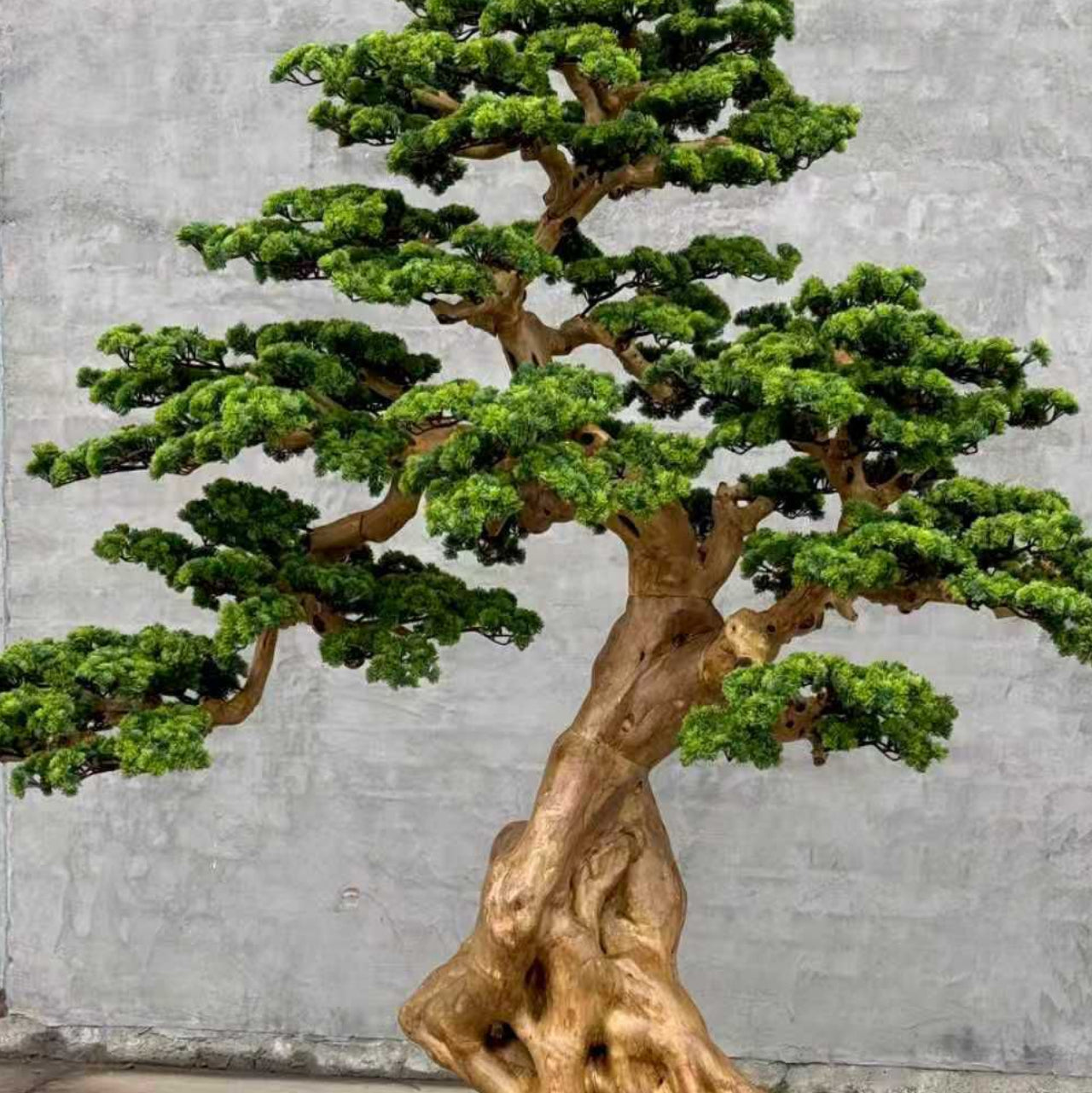 Pine Tree 78" x 40" x 78"