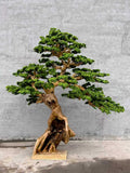Pine Tree 78" x 40" x 78"