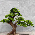 Pine Tree 102" x 43" x 86"