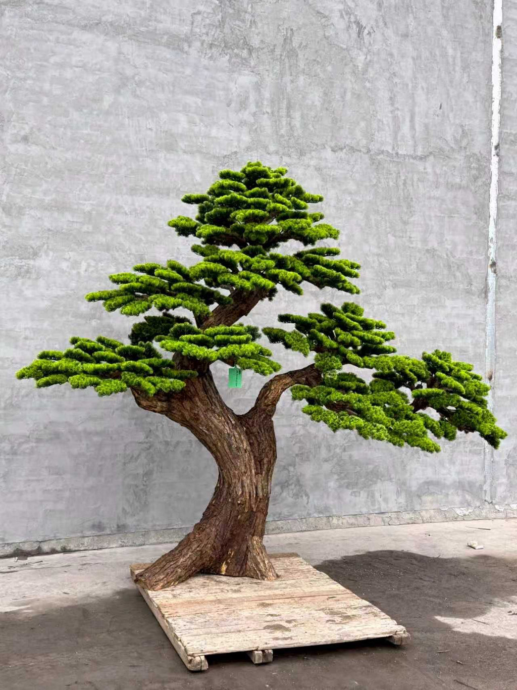 Pine Tree 102" x 43" x 86"