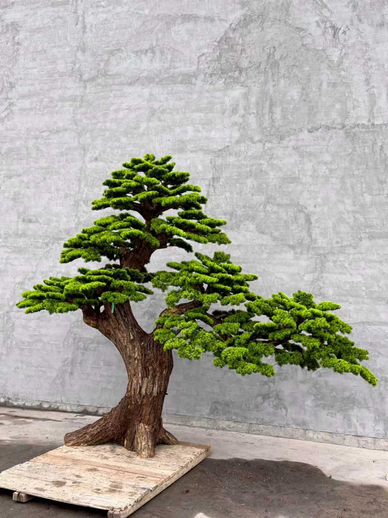 Pine Tree 102" x 43" x 86"