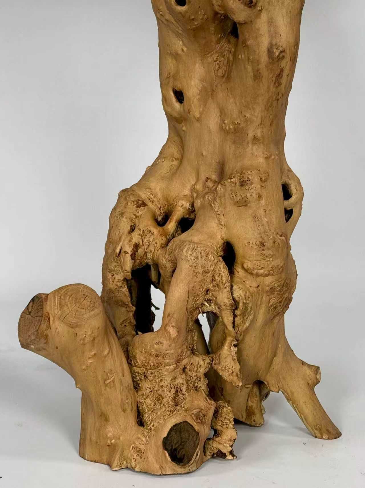 Olive Tree 70" x 70" x 78"
