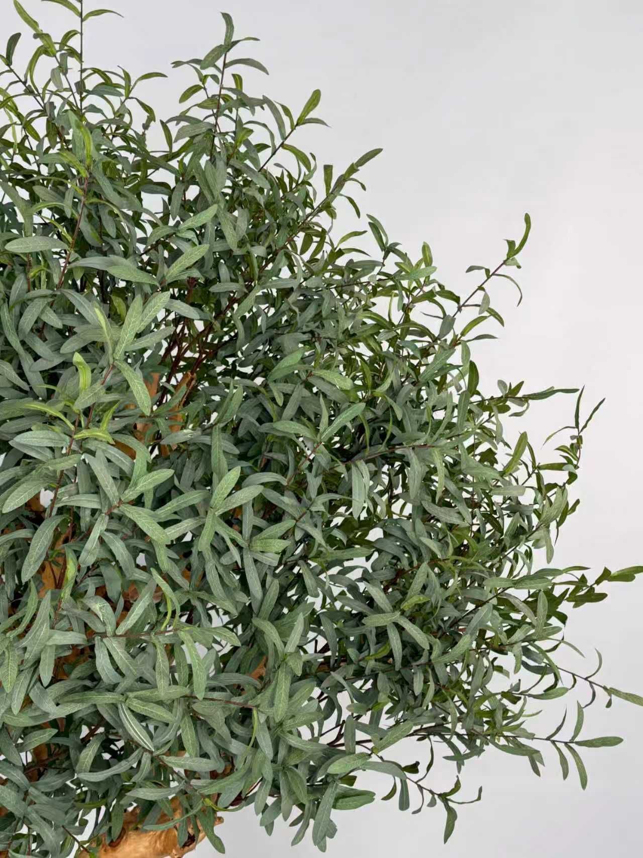 Olive Tree 70" x 70" x 78"