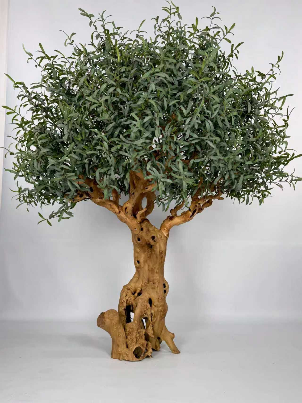 Olive Tree 70" x 70" x 78"