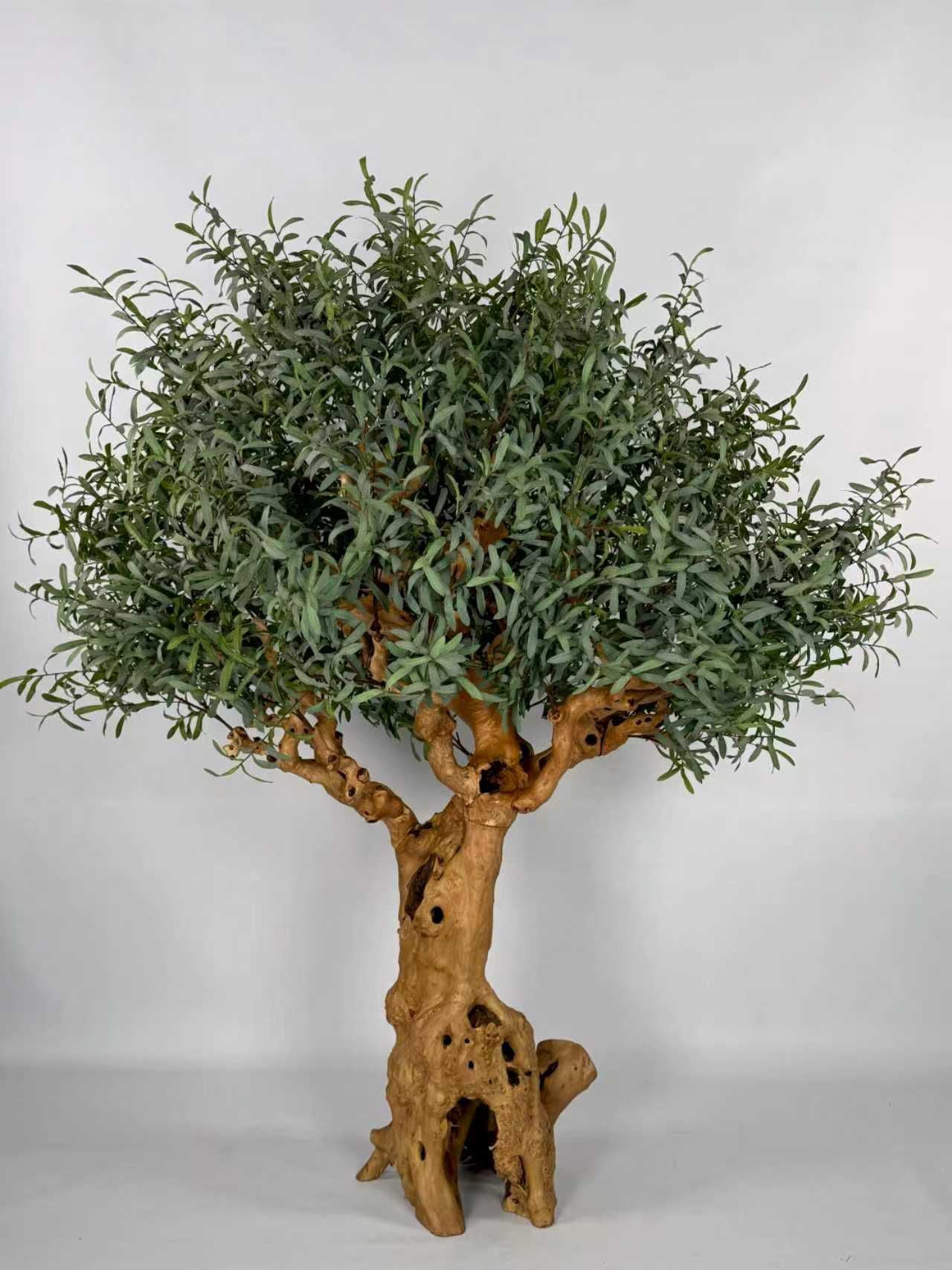 Olive Tree 70" x 70" x 78"